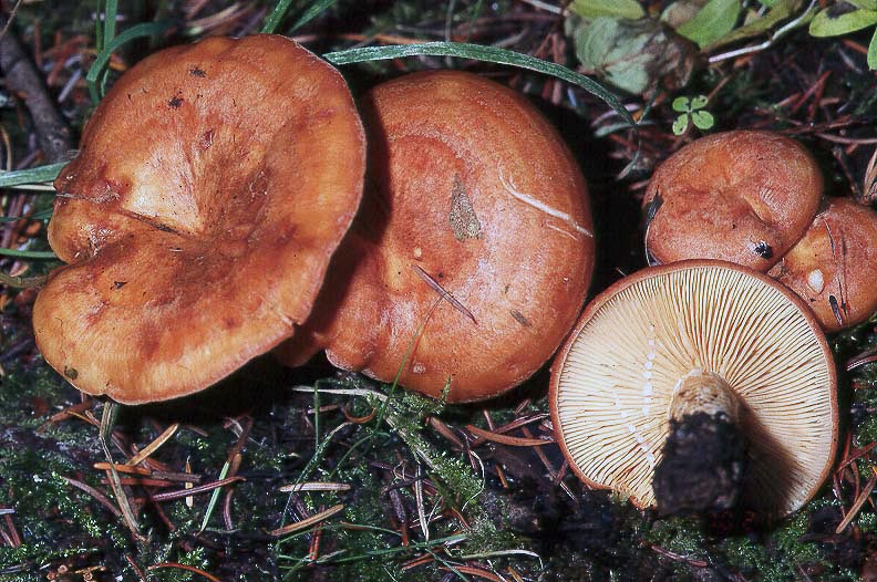 Lactarius alpinus var alpinus